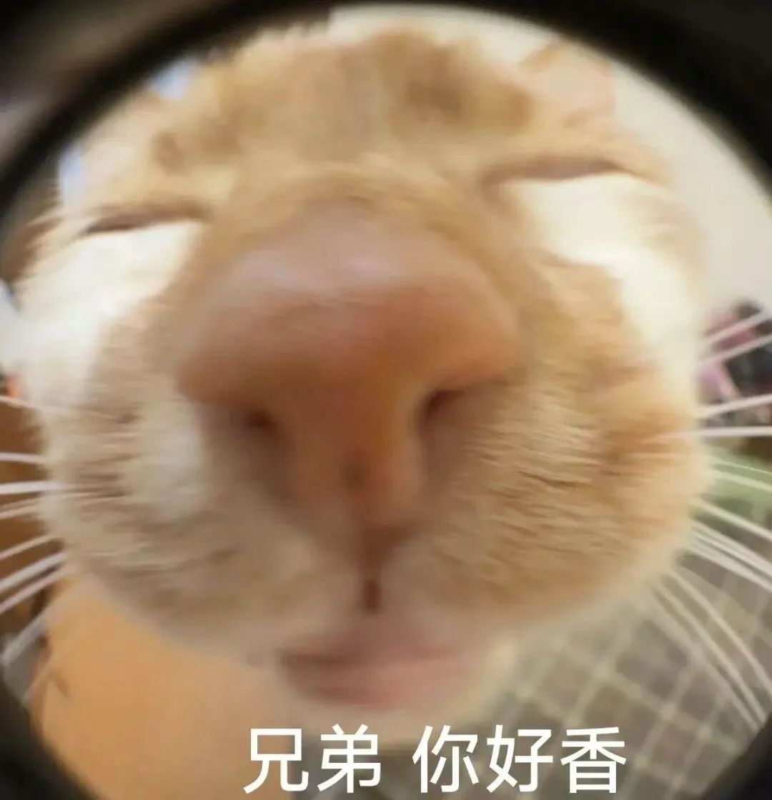橘猫闭眼凑近嗅闻,配文“兄弟 你好香”的可爱有趣表情包 表情包:go go go 出发喽表情包图片gif动图 - 求表情网,斗图从此不求人!