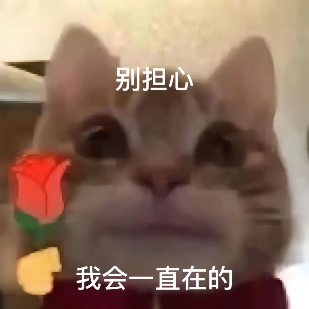 猫咪手持玫瑰,眼神真挚,配文“别担心 我会一直在的”暖心安慰 表情包已备好,速领!表情包图片gif动图 - 求表情网,斗图从此不求人!