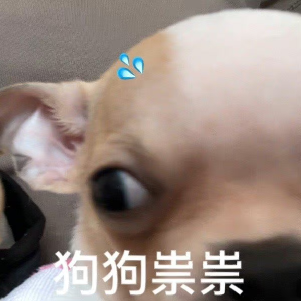 可爱狗狗一脸懵,配文“狗狗祟祟”尽显萌态 表情包:别给我狗叫表情包图片gif动图 - 求表情网,斗图从此不求人!