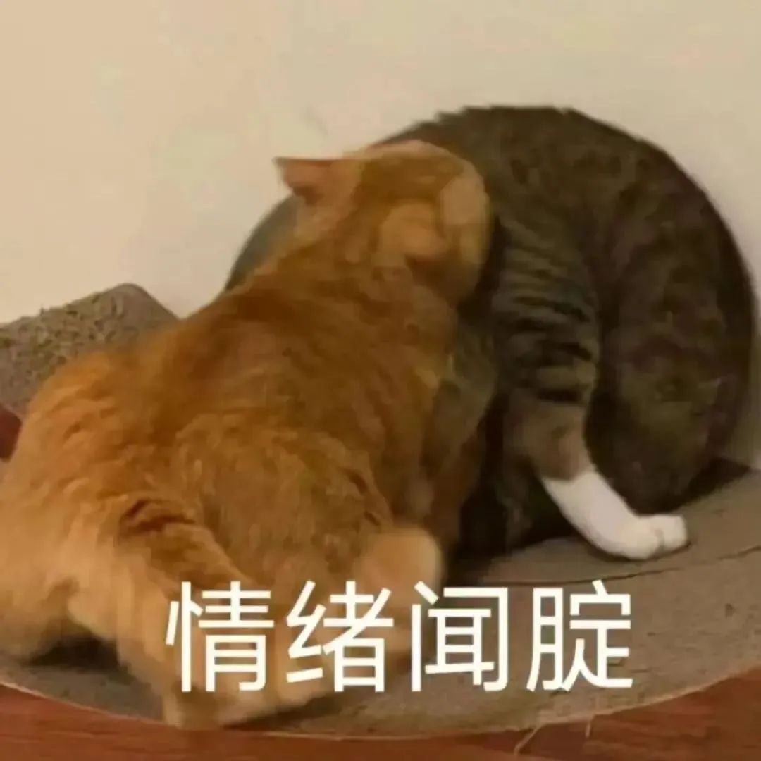 两只猫咪依偎在一起,配文“情绪闻腚”,可爱又有趣的表情包 实用聊天表情包表情包图片gif动图 - 求表情网,斗图从此不求人!