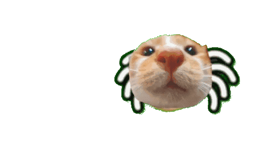 可爱猫咪变身蜘蛛脸,这奇特模样太搞笑啦 100张meme耄耋表情包表情包图片gif动图 - 求表情网,斗图从此不求人!
