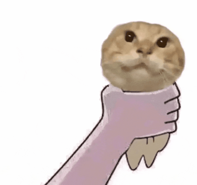 一只猫被手握着,表情呆萌可爱的有趣表情包 100张meme耄耋表情包表情包图片gif动图 - 求表情网,斗图从此不求人!