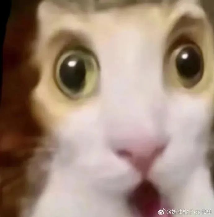 猫咪瞪大眼睛张大嘴巴,一脸震惊的可爱模样 表情包:你是我的宝表情包图片gif动图 - 求表情网,斗图从此不求人!