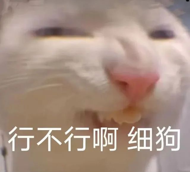 可爱猫咪眯眼张嘴,配文“行不行啊 细狗”超有趣 表情包|可爱表情包动态小图表情包图片gif动图 - 求表情网,斗图从此不求人!
