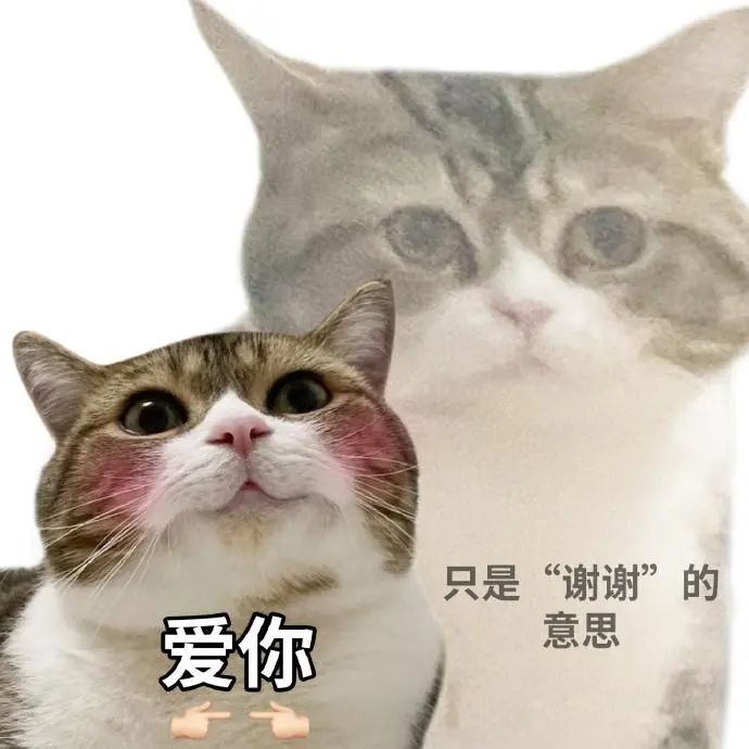 可爱猫咪表情包,“爱你”只是“谢谢”的意思 猫咪表情包:当语言开始通货膨胀……表情包图片gif动图 - 求表情网,斗图从此不求人!