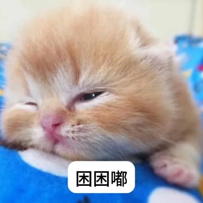 可爱小奶猫一脸困意,表情慵懒配文“困困嘟”超萌 超萌小猫撒娇版文字表情包表情包图片gif动图 - 求表情网,斗图从此不求人!