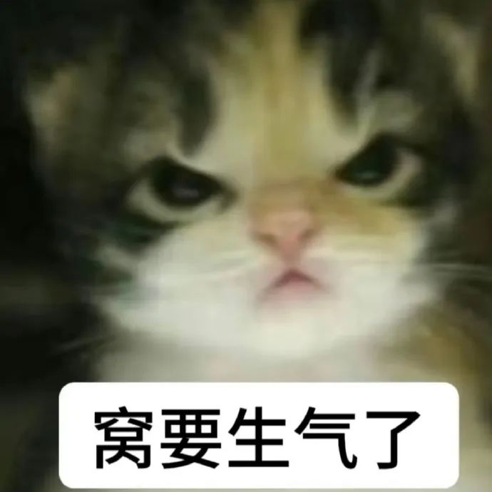 可爱小猫皱着眉头,配文“窝要生气了”超萌超可爱 猫meme表情包|搞怪小咪 |猫咪表情包表情包图片gif动图 - 求表情网,斗图从此不求人!