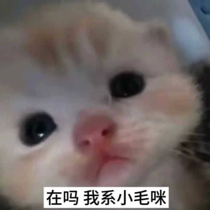 可爱小猫咪表情包,配文“在吗 我系小毛咪”超萌 猫meme表情包|搞怪小咪 |猫咪表情包表情包图片gif动图 - 求表情网,斗图从此不求人!
