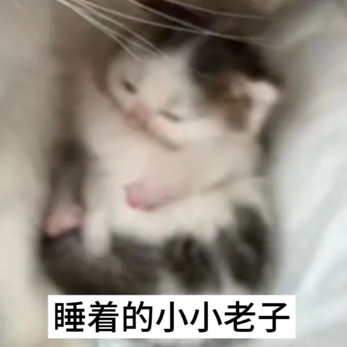 萌猫酣睡模样超可爱,配文“睡着的小小老子”尽显俏皮 猫meme表情包|搞怪小咪 |猫咪表情包表情包图片gif动图 - 求表情网,斗图从此不求人!