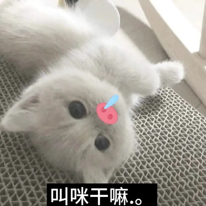 可爱小白猫躺着,额头有贴纸,配文“叫咪干嘛”超萌 猫meme表情包|搞怪小咪 |猫咪表情包表情包图片gif动图 - 求表情网,斗图从此不求人!