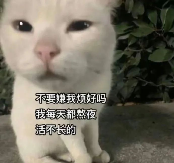 可爱白猫委屈脸,配文“不要嫌我烦,我每天都熬夜活不长的” 猫咪表情包:一身反骨表情包表情包图片gif动图 - 求表情网,斗图从此不求人!