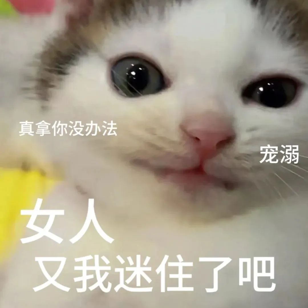 可爱猫咪表情宠溺,配文“真拿你没办法 女人又我迷住了吧” 猫咪表情包 | 邪恶小鼻嘎表情包表情包图片gif动图 - 求表情网,斗图从此不求人!