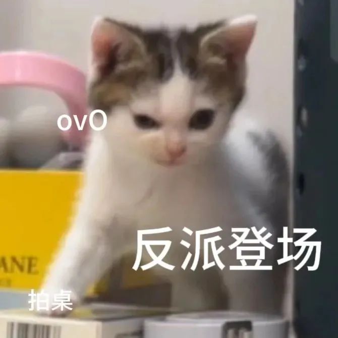 小猫表情严肃,配文“反派登场 拍桌”,尽显霸气 猫咪表情包 | 邪恶小鼻嘎表情包表情包图片gif动图 - 求表情网,斗图从此不求人!