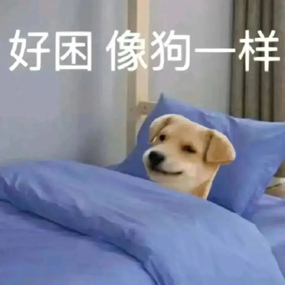 “好困像狗一样”,可爱小狗裹着被子尽显慵懒困倦 实用的犯贱表情包表情包图片gif动图 - 求表情网,斗图从此不求人!
