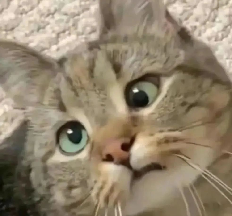 呆萌猫咪瞪大双眼,可爱模样萌化人心 神经兮兮的小猫小狗表情包表情包图片gif动图 - 求表情网,斗图从此不求人!