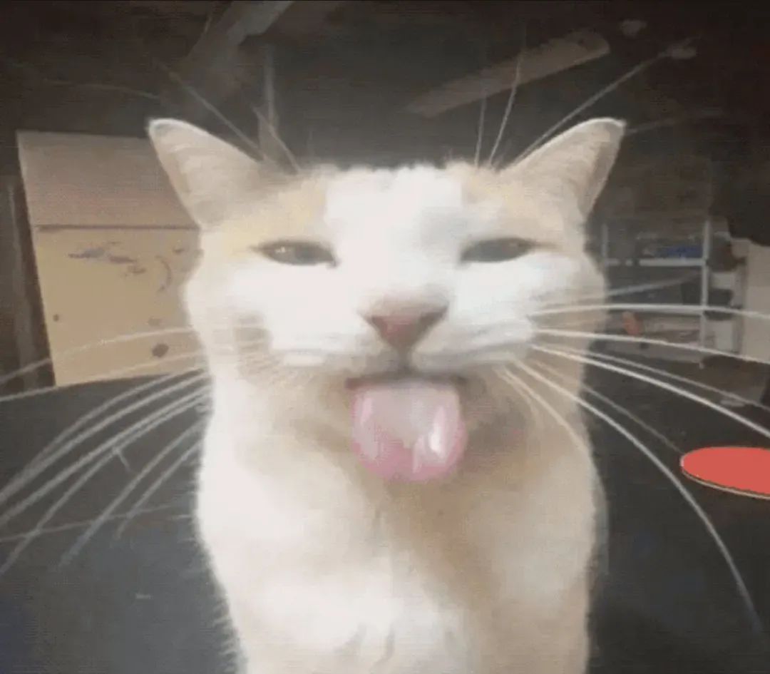 可爱猫咪吐舌卖萌,表情搞怪令人捧腹的趣味瞬间 吐舌头的白猫表情包 | 猫咪表情包表情包图片gif动图 - 求表情网,斗图从此不求人!