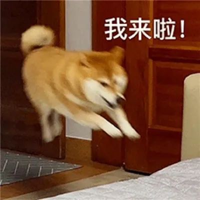 柴犬一脸兴奋飞扑而来,配文“我来啦!”超可爱 杂七杂八表情包!表情包图片gif动图 - 求表情网,斗图从此不求人!