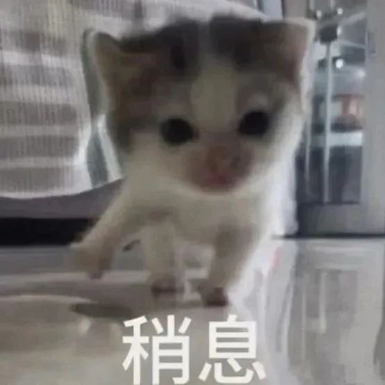 可爱小猫做出动作配文“稍息”，萌态十足超有趣 表情包 | 超你表情包图片gif动图 - 求表情网,斗图从此不求人!