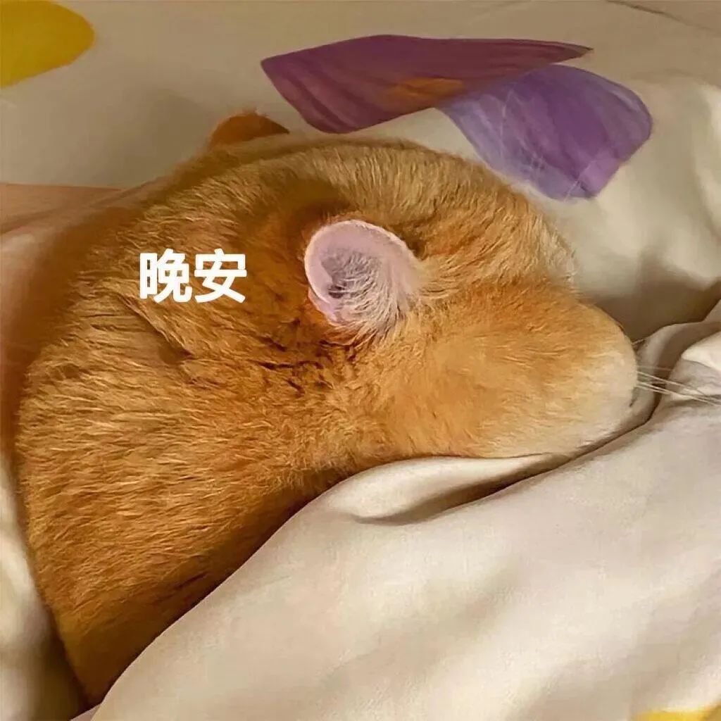 橘猫窝在被子里安然入睡,配文“晚安”超温馨可爱 小猫表情包:不理你Meme GIF - MemeVerse, Never Lose a ...