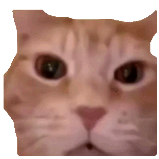 可爱橘猫瞪大双眼，呆萌模样萌化人心 超全猫meme表情包 | 大司马笑表情包表情包图片gif动图 - 求表情网,斗图从此不求人!