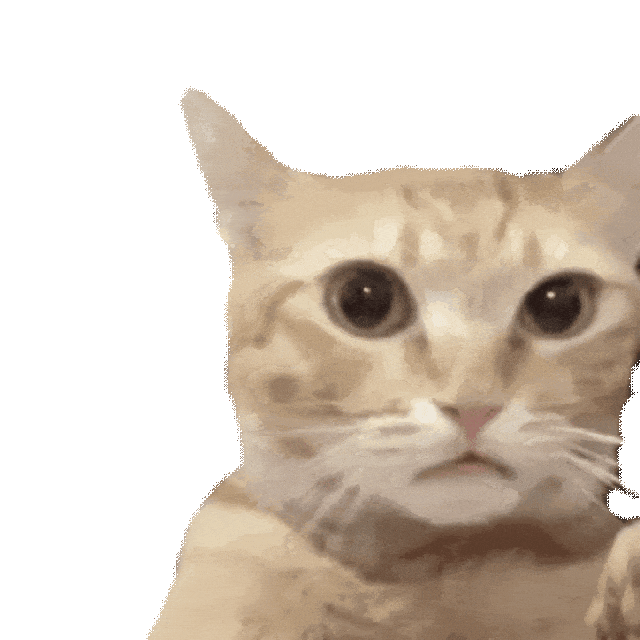 呆萌小猫瞪大眼睛，表情惊讶可爱到爆 超全猫meme表情包 | 大司马笑表情包表情包图片gif动图 - 求表情网,斗图从此不求人!