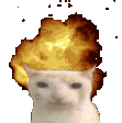 头顶冒火的猫咪,满脸愤怒,超搞笑的发火表情包 超全猫meme表情包 | 大司马笑表情包表情包图片gif动图 - 求表情网,斗图从此不求人!
