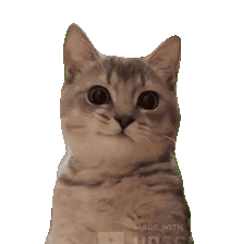 呆萌猫咪瞪大双眼，可爱模样让人忍不住多看几眼 超全猫meme表情包 | 大司马笑表情包表情包图片gif动图 - 求表情网,斗图从此不求人!