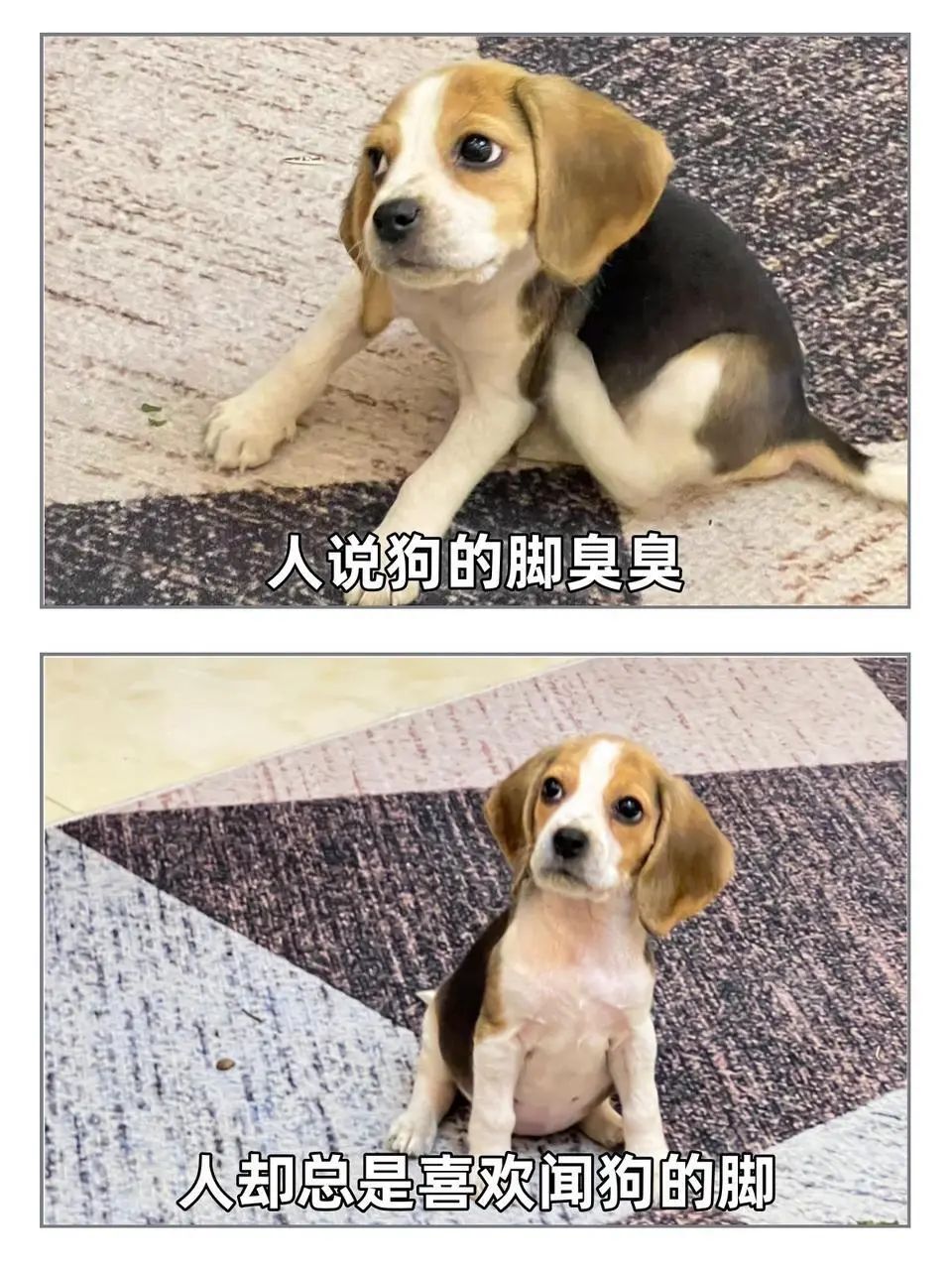 《可爱小狗的疑惑:人说狗脚臭却又总喜欢闻,这是为啥》 表情包丨我给你跪下 行不表情包图片gif动图 - 求表情网,斗图从此不求人!