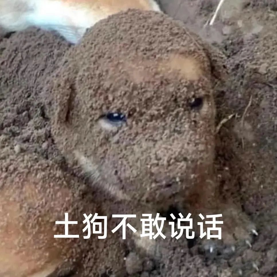 满身是土的小狗委屈巴巴,配文“土狗不敢说话”尽显可怜可爱 表情包丨 给我二百块表情包图片gif动图 - 求表情网,斗图从此不求人!