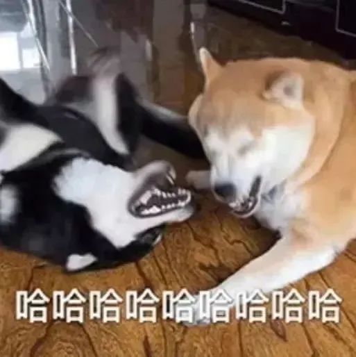 两只狗狗打闹超欢乐，“哈哈哈哈哈哈”笑翻众人 表情包：感情淡了表情包图片gif动图 求表情网,斗图从此不求人! — free download