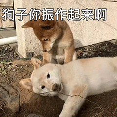《可爱狗狗表情包:一只站着的狗对着躺着的狗说“你振作起来啊”》 喜欢表情包的憨憨在吗?今天好多图!表情包图片gif动图 - 求表情网,斗图从此不求人!