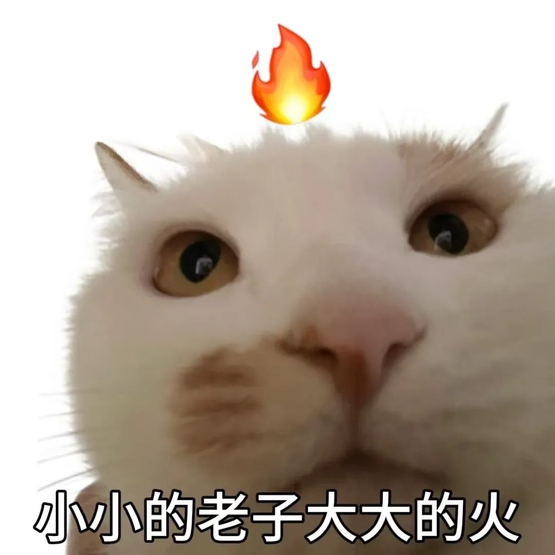 头上冒火的猫咪,配文“小小的老子大大的火”,尽显愤怒可爱 好用表情包(一点空气都不给泥)表情包图片gif动图 - 求表情网,斗图从此不求人!