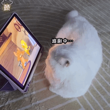 可爱猫咪专注追剧，萌态十足的“追剧中”模样 可爱小猫咪表情包表情包图片gif动图 - 求表情网,斗图从此不求人!