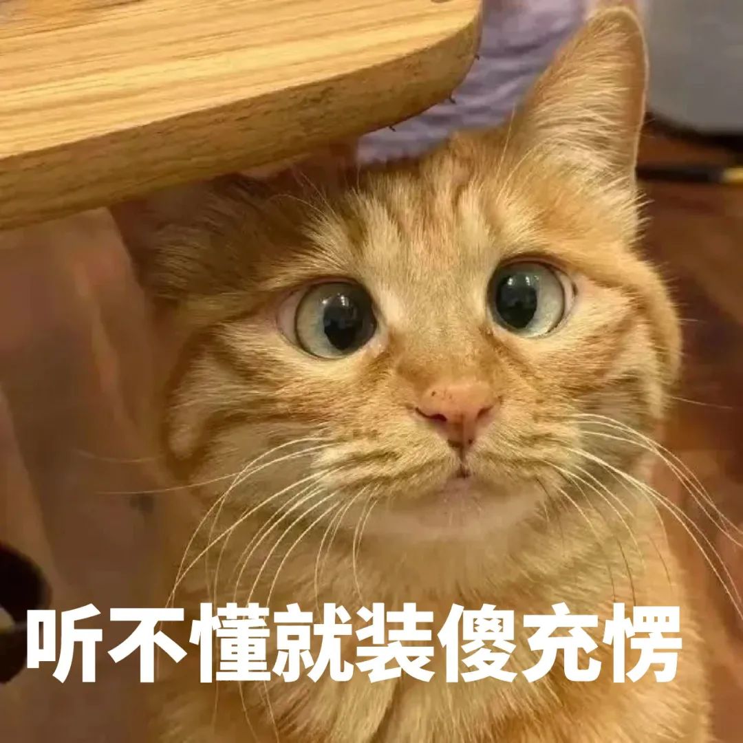 橘猫睁大眼睛呆萌模样,配文“听不懂就装傻充愣”超可爱 表情包丨就爱冒点小险表情包图片gif动图 - 求表情网,斗图从此不求人!