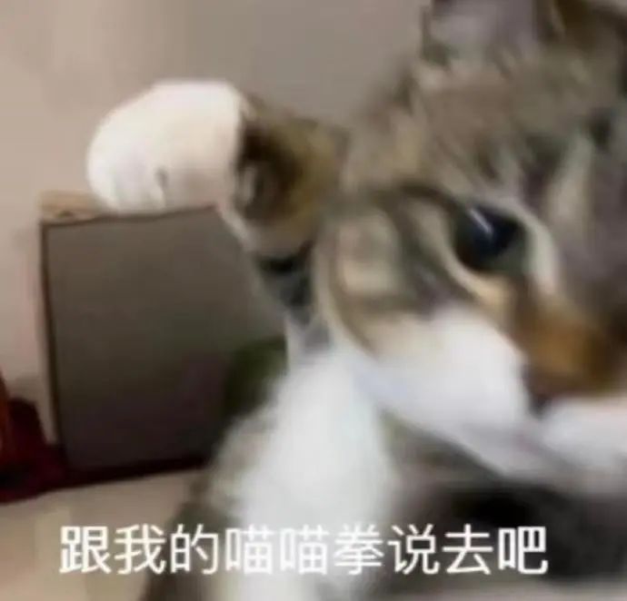 可爱猫咪伸出爪子,配文“跟我的喵喵拳说去吧”超萌 适合生气的时候发的猫猫表情包表情包图片gif动图 - 求表情网,斗图从此不求人!