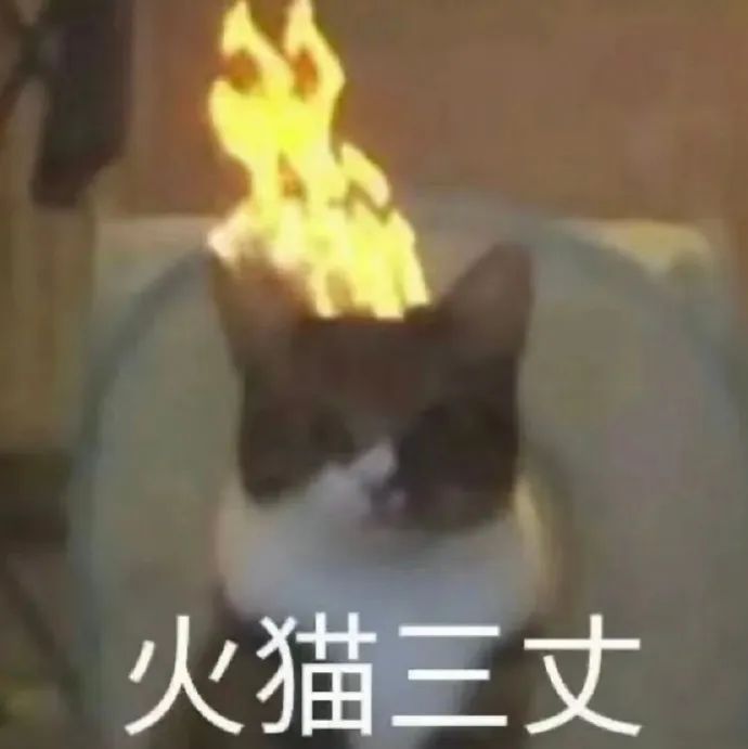 头顶冒火的猫咪超凶,“火猫三丈”表情包来袭 适合生气的时候发的猫猫表情包表情包图片gif动图 - 求表情网,斗图从此不求人!