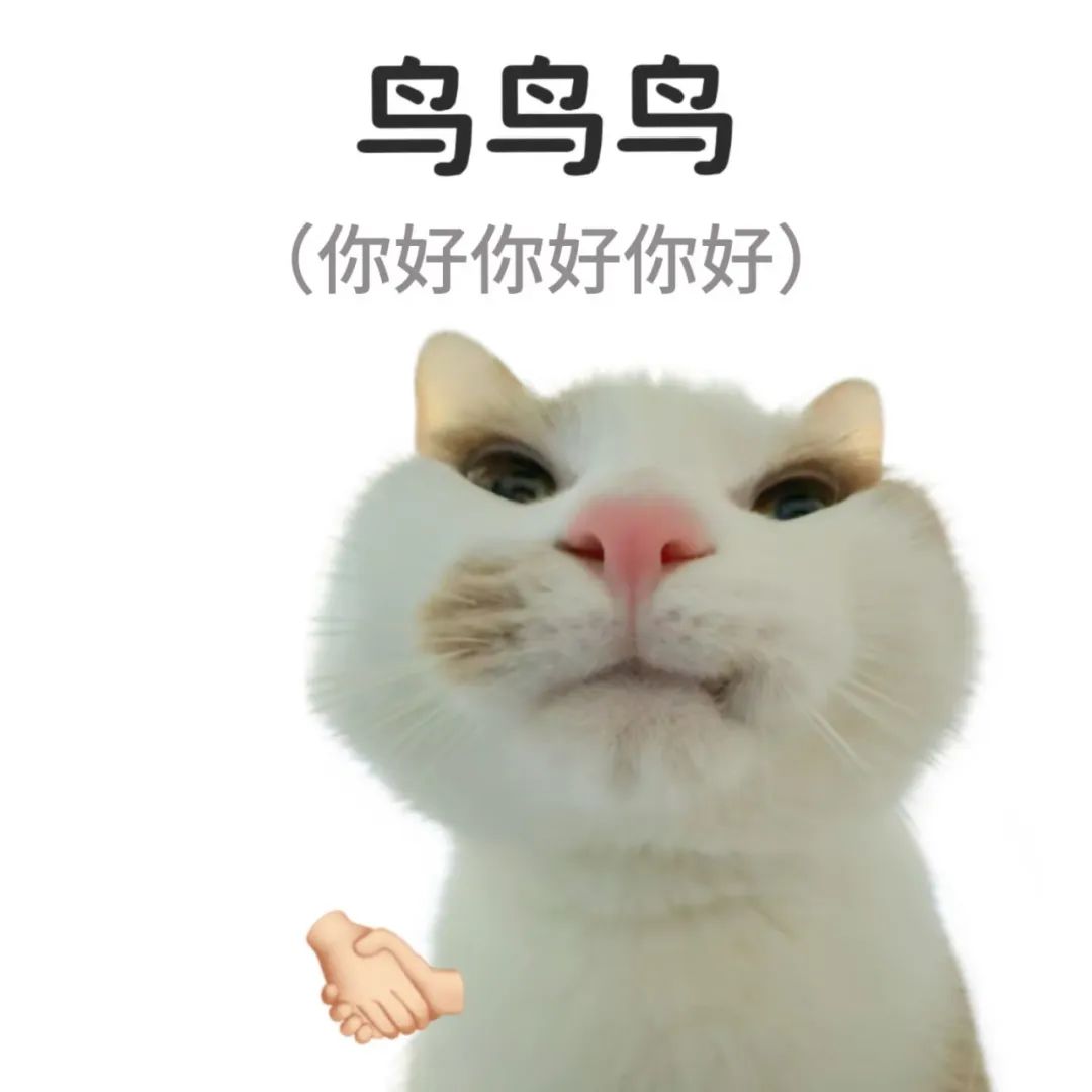 可爱猫咪表情图，配文“鸟鸟”加“你好你好你好”，还有握手图案 谐音梗表情包合集表情包图片gif动图 - 求表情网,斗图从此不求人!