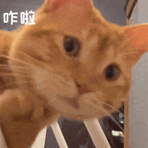 可爱橘猫一脸懵，配文“咋啦”，呆萌模样超有趣 抽象沙雕表情包表情包图片gif动图 - 求表情网,斗图从此不求人!