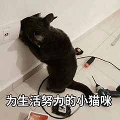 《为生活努力的小猫咪》:小黑猫在墙边似乎在认真“工作” 奇怪的表情增加了表情包图片gif动图 - 求表情网,斗图从此不求人!