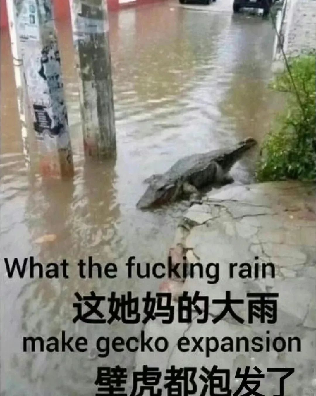 《这他妈的大雨让壁虎都泡发了,夸张的暴雨场景让人哭笑不得》 下雨表情包 | 雨像杉菜离开道明寺那天一样大表情包图片gif动图 - 求表情网,斗 ...