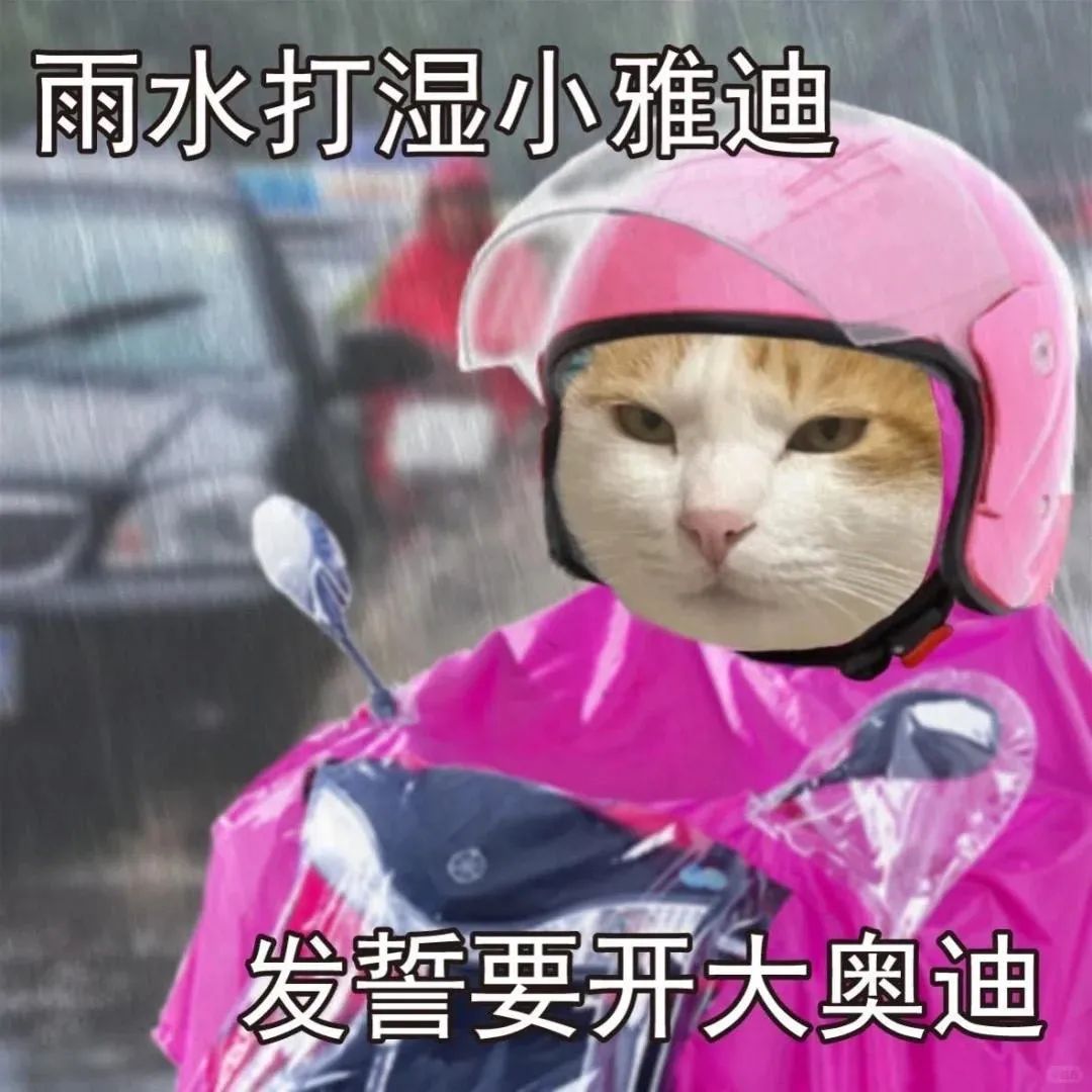 雨水打湿小雅迪,猫咪表情超励志,发誓要开大奥迪 下雨表情包 | 雨像杉菜离开道明寺那天一样大表情包图片gif动图 - 求表情网,斗图从此不求人!