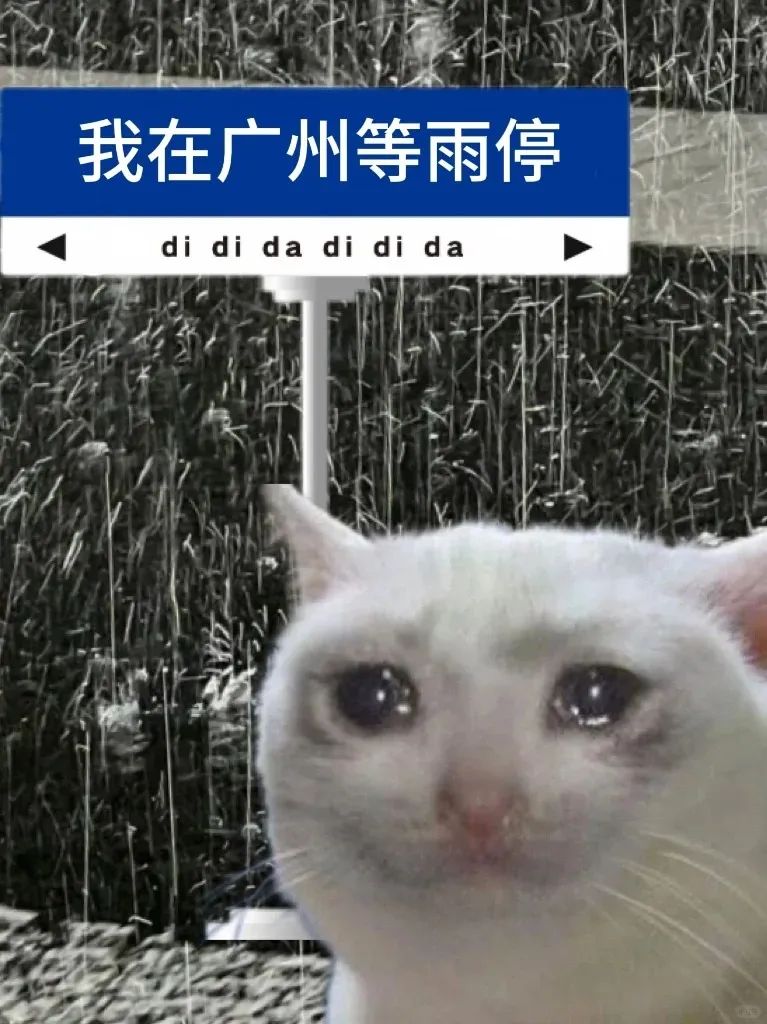 《我在广州等雨停》猫咪表情呆萌,背景雨滴声超有氛围感 下雨表情包 | 雨像杉菜离开道明寺那天一样大表情包图片gif动图 - 求表情网,斗图从此不求人!
