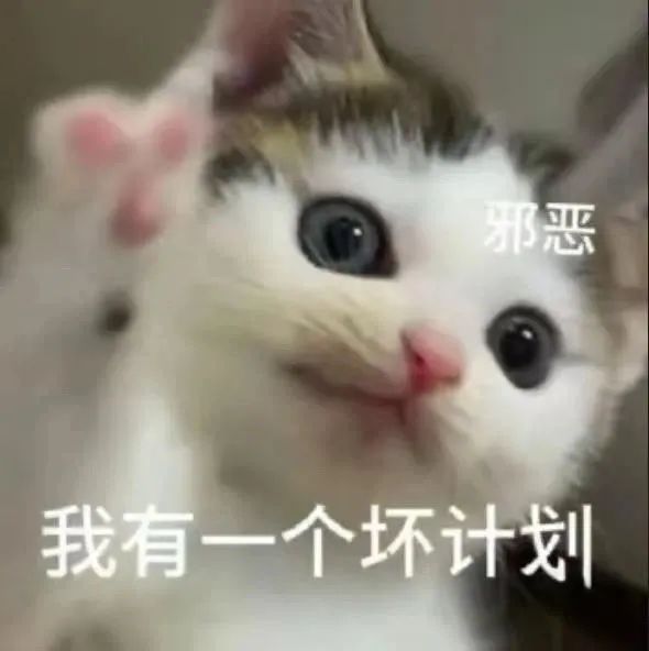 可爱小猫露出“邪恶”表情,配文“我有一个坏计划” 邪恶小鼻嘎猫咪表情包 表情包图片gif动图 - 求表情网,斗图从此不求人!