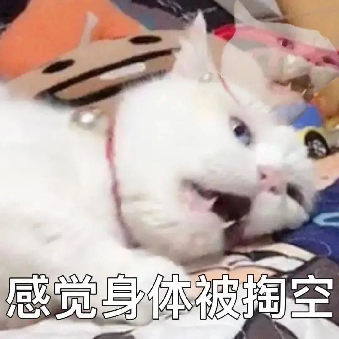 可爱白猫张嘴露齿,配文“感觉身体被掏空”的搞笑表情包 又是被可爱表情包击中心脏的一天!表情包图片gif动图 - 求表情网,斗图从此不求人!