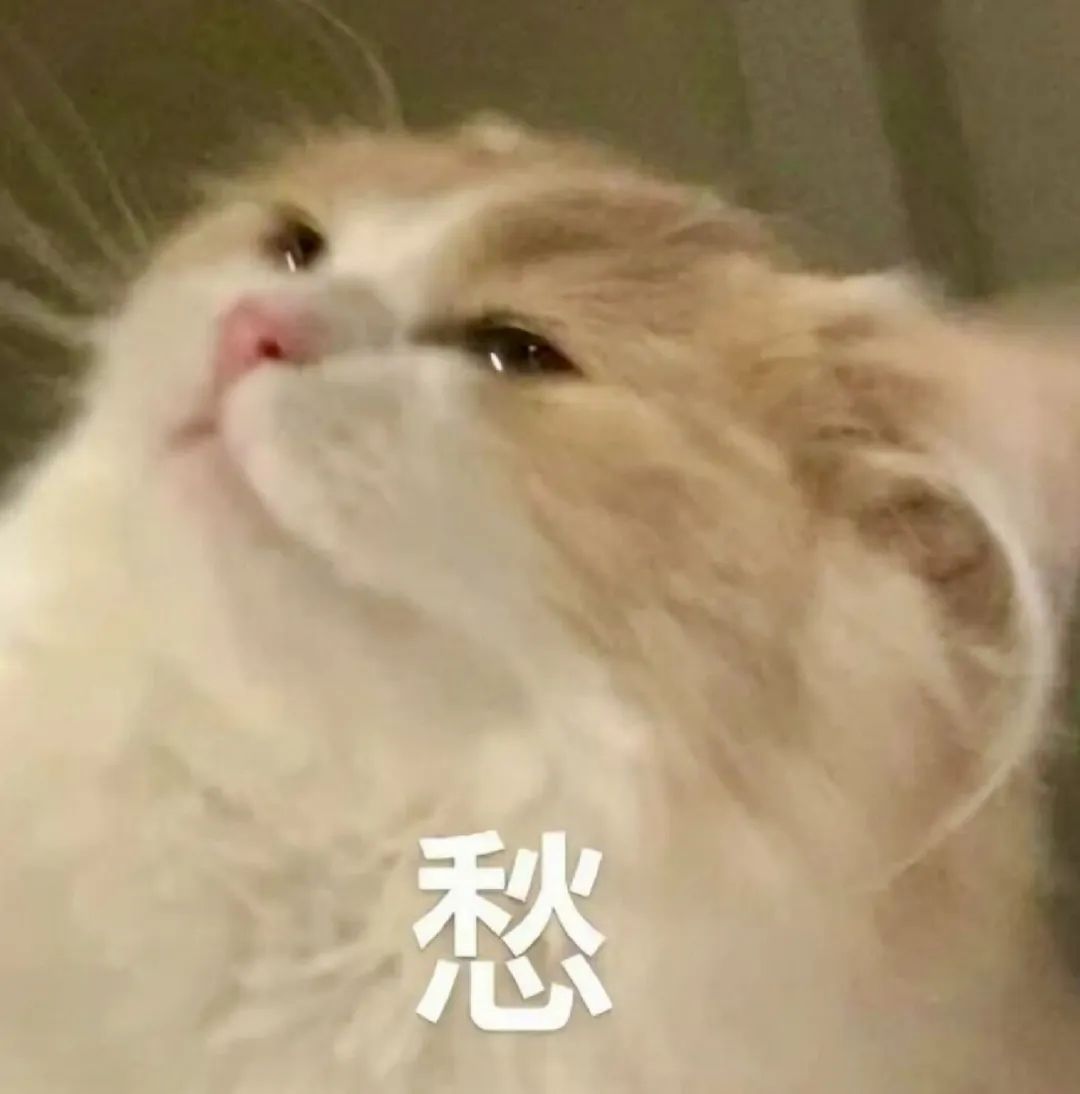 可爱猫咪满脸忧愁,这个“愁”字表情包太有感染力啦 表情包丨终于到哥哥的怀里了表情包图片gif动图 - 求表情网,斗图从此不求人!