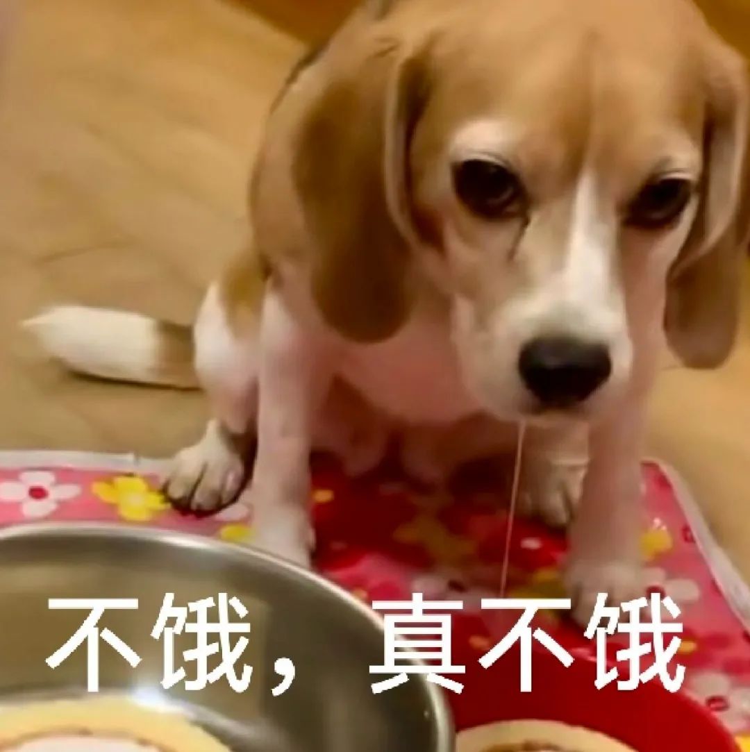 可爱狗狗口是心非，流着口水还说“不饿，真不饿” 表情包丨不行不行，家里管得严表情包图片gif动图 - 求表情网,斗图从此不求人!