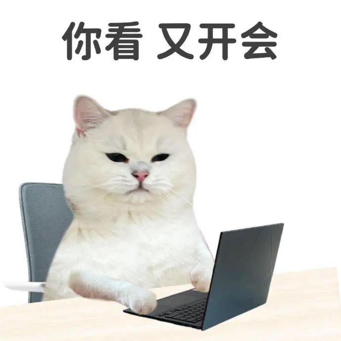 无奈白猫坐在电脑前，配文“你看 又开会”尽显打工人的心酸 职场表情包 | 实用阴阳怪气表情包 表情包图片gif动图 - 求表情网,斗图从此不求人!