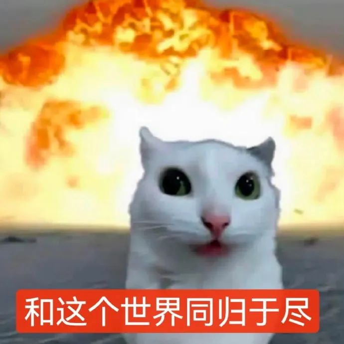 《和这个世界同归于尽》白猫猫表情夸张,背后是爆炸特效 爆炸小猫带字表情包 | 爆炸带字小猫表情包 表情包图片gif动图 - 求表情网,斗图从此不求人!