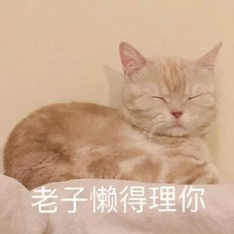 慵懒猫咪闭眼趴卧，配文“老子懒得理你”尽显傲娇 表情包来了，速度收图！表情包图片gif动图 - 求表情网,斗图从此不求人!