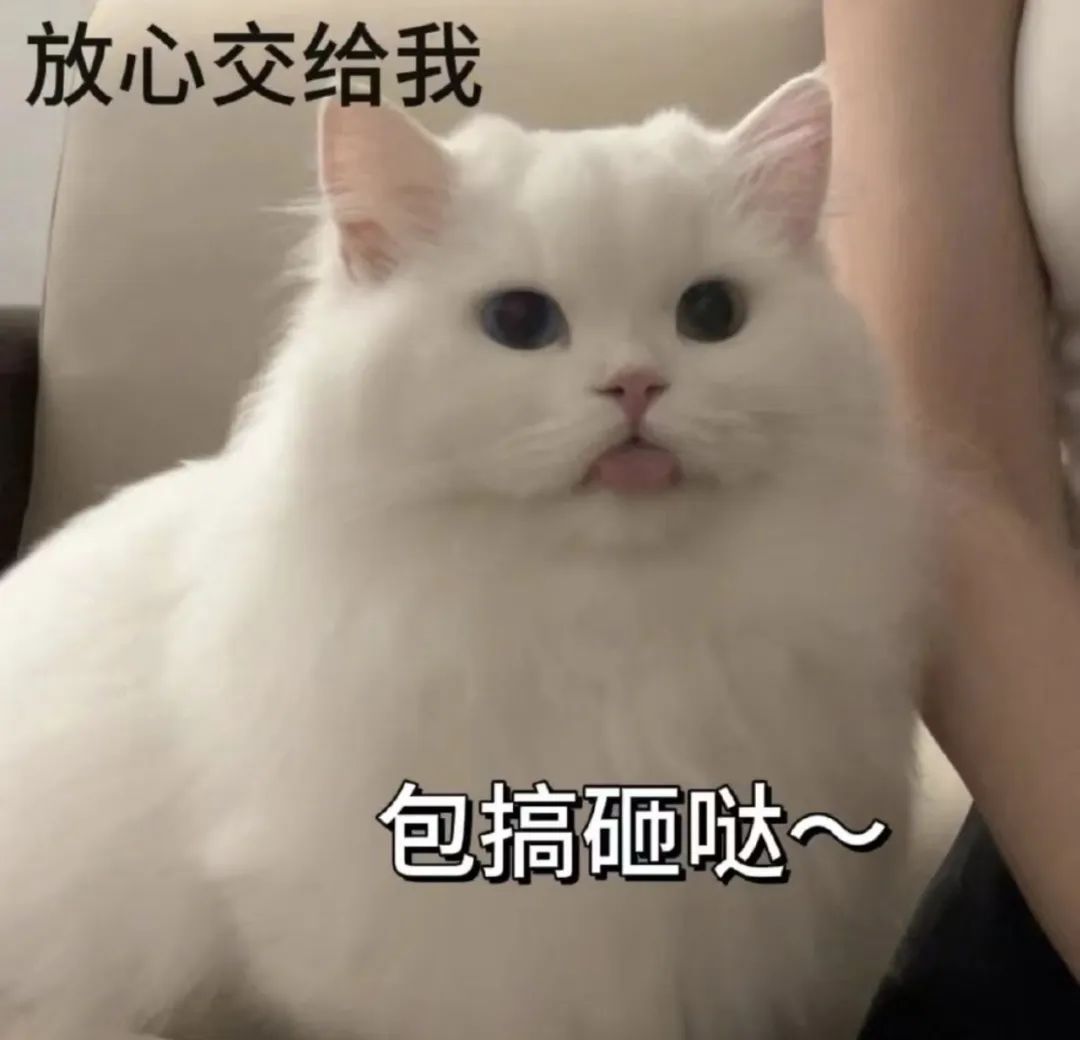 可爱猫咪表情自信，配文“放心交给我 包搞砸哒”超有趣 表情包猫猫：收声 再说锤你表情包图片gif动图 - 求表情网,斗图从此不求人!